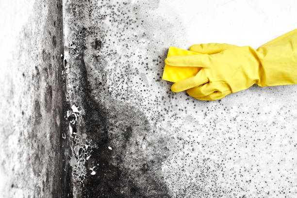 Best Localized Mold Remediation (e.g., coastal areas, humid climates) in Aspermont, TX