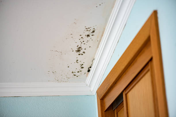Best Post-Flood Mold Remediation in Aspermont, TX