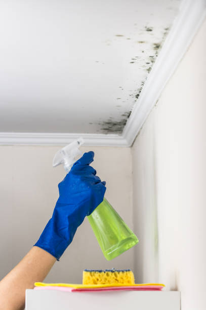 Trusted Aspermont, TX Mold Remediation Experts